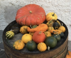 pumpkins and gourds in Dürnstein